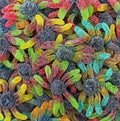 Octopus Sour